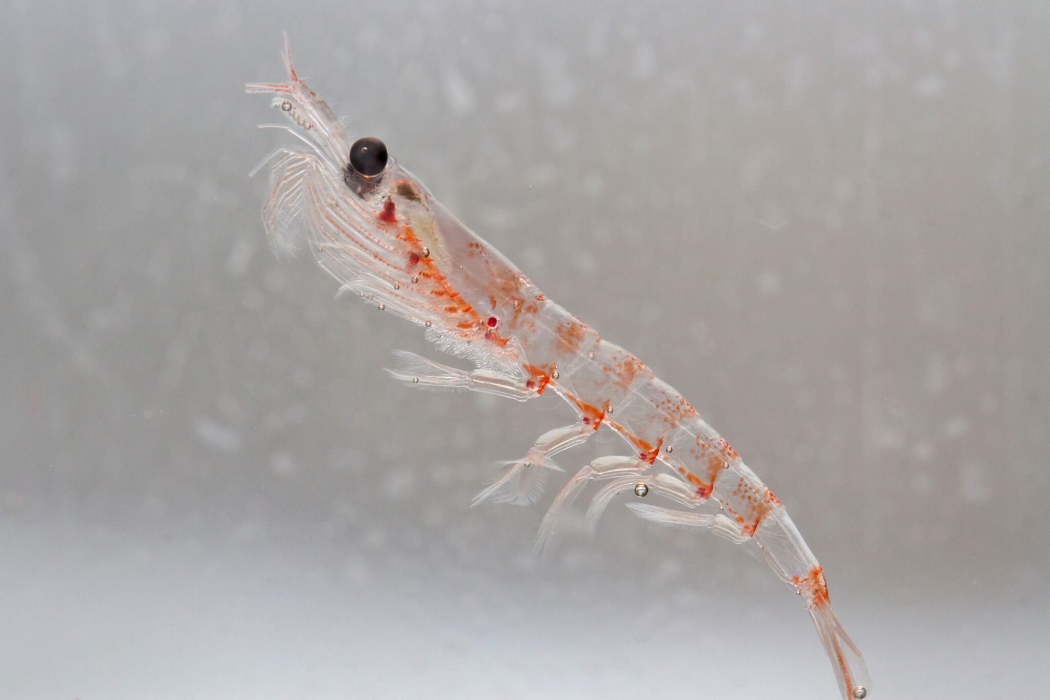 Antarctic krill swimming in the Southern Ocean